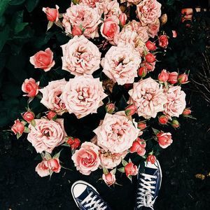 Meet your Posher, Ally